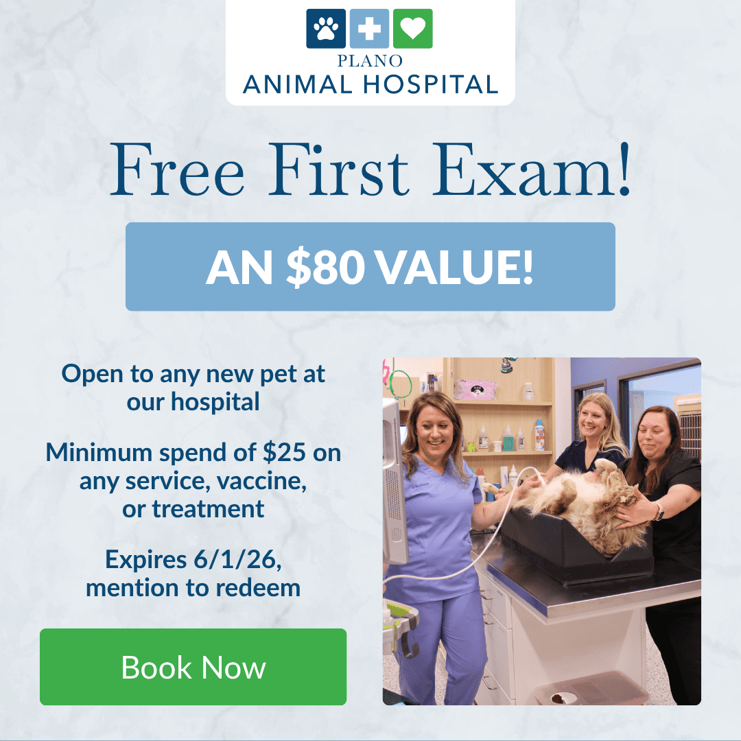 Plano Animal Hospital First Free Pet Exam Meta Ad 1080x1080 2