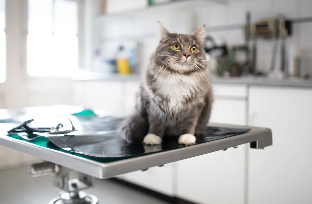 fluffy gray and white cat sitting on veterinary exam table