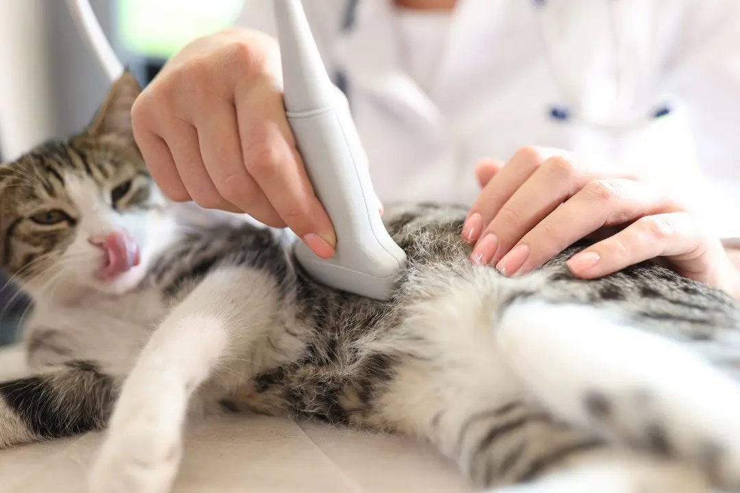 cat having ultrasound scan at veterinary hospital