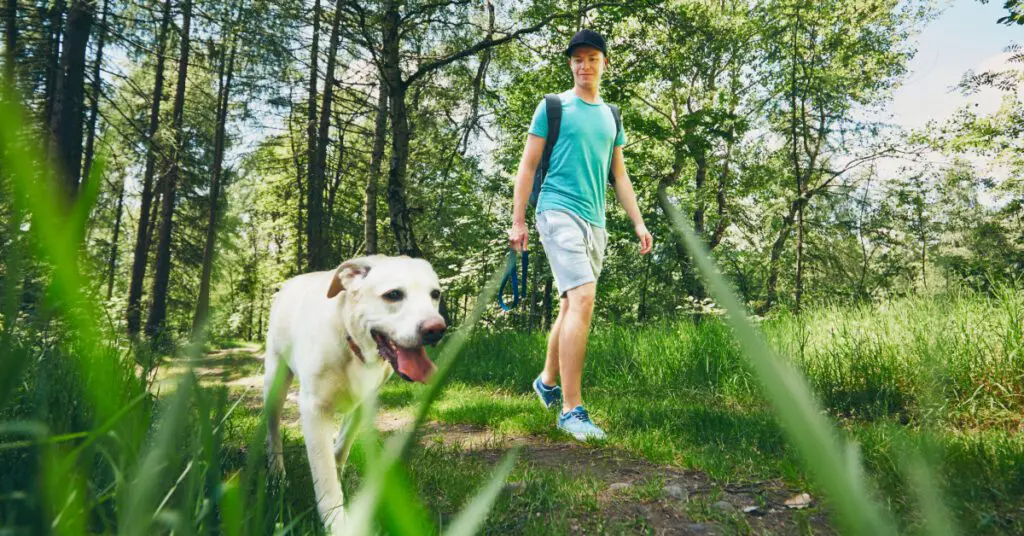 dog walking with male owner through wooded trail