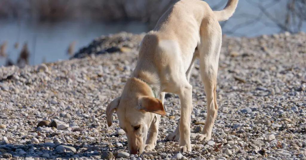 dog sniffing rocks on a lake shore