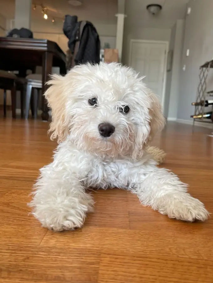 Pet Care Profile for Dolly