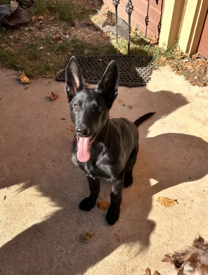 Pet Care Profile for Drago