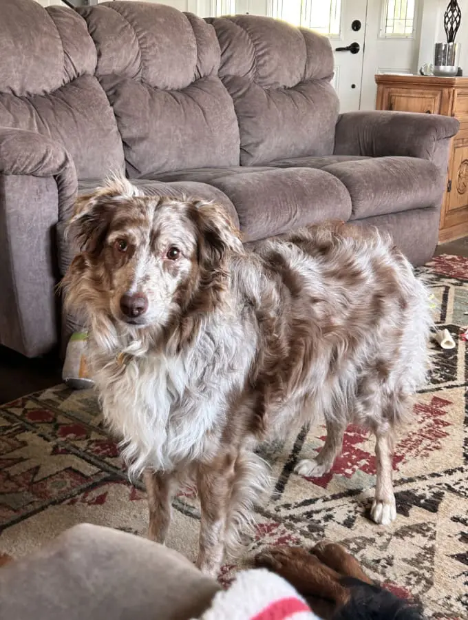 Pet Care Profile for Hazel