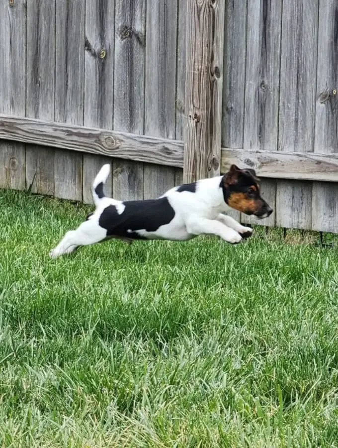 Pet Care Profile for Kylo