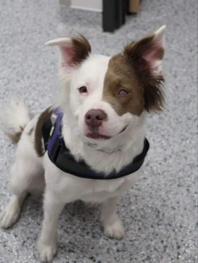 Pet Care Profile for Lennon