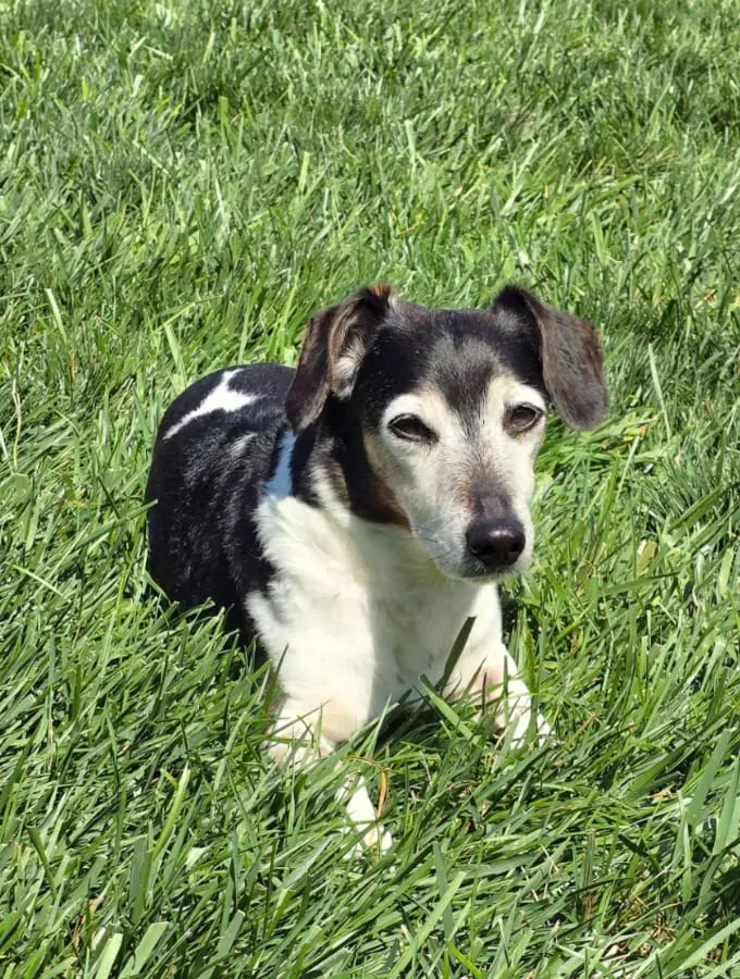 Pet Care Profile for Paisley