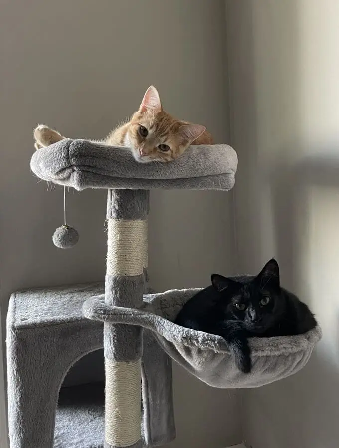 Pet Care Profile for Clapton & Layla