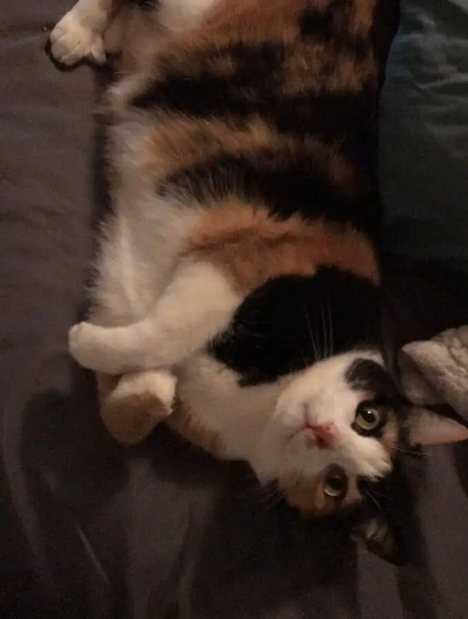 Pet Care Profile for El Diablo Kitty Gato