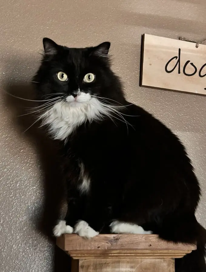 Pet Care Profile for Mr. Jingles