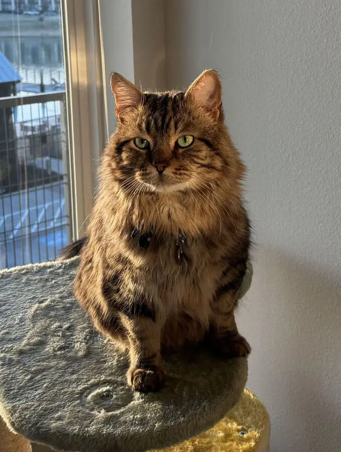 Pet Care Profile for Odie