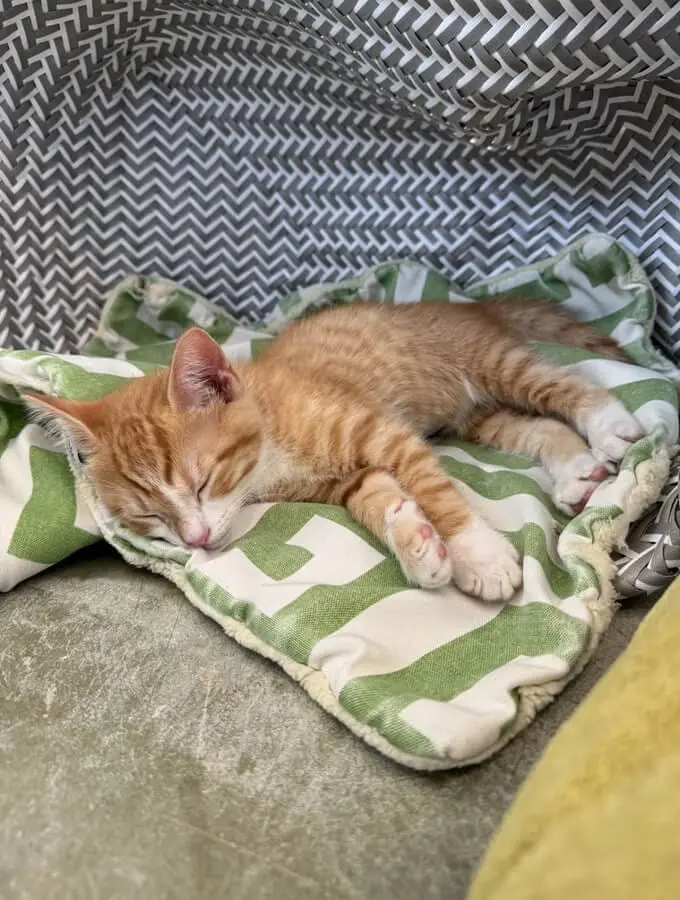 Pet Care Profile for Toast