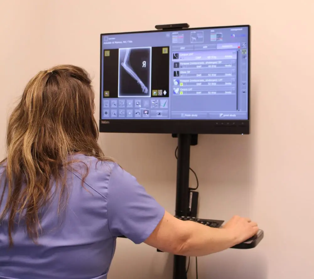 Checking Xray Of Pets Leg