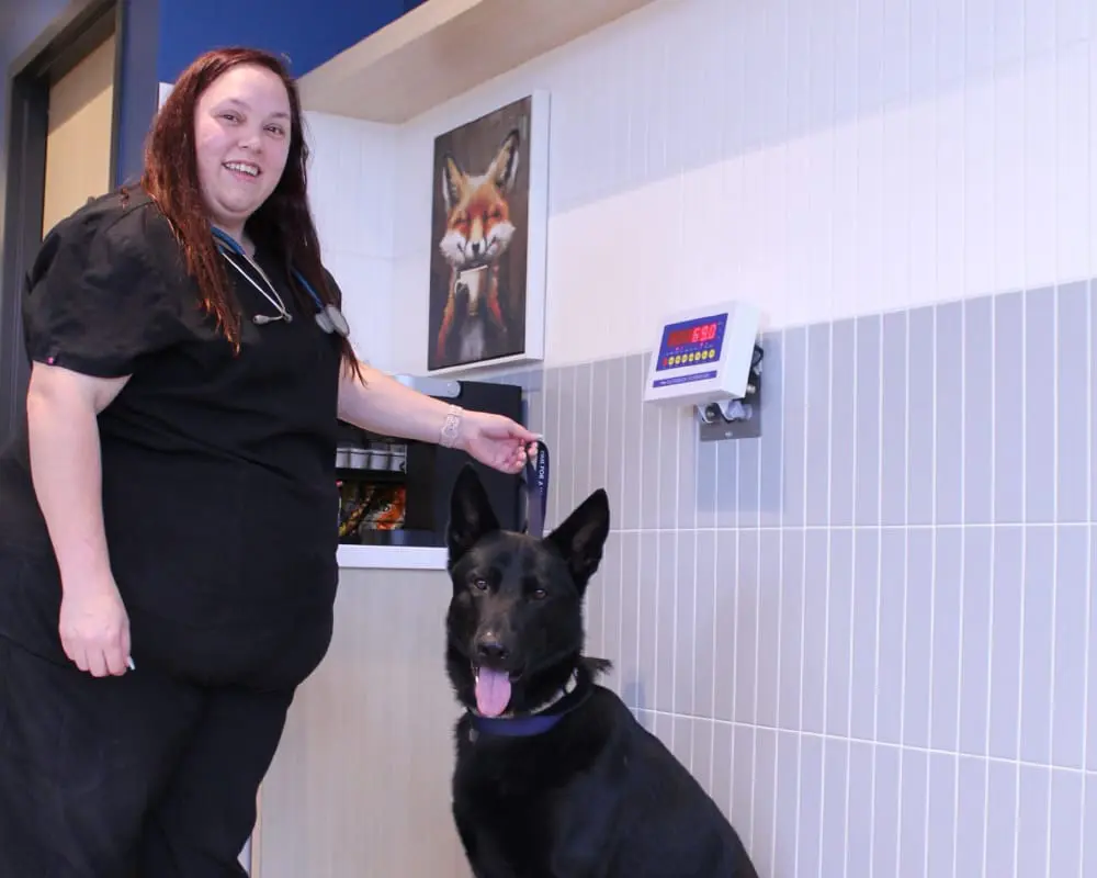 Technician Helping Weigh Dog On Scale