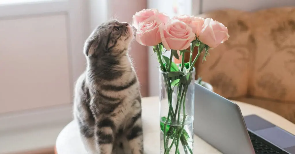 cat sniffing a bouquet of pink roses in a vase on a table at home