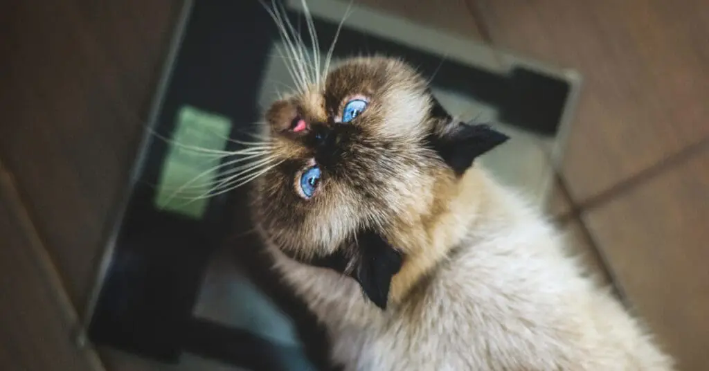 cat standing on weight scale at home looking up at camera