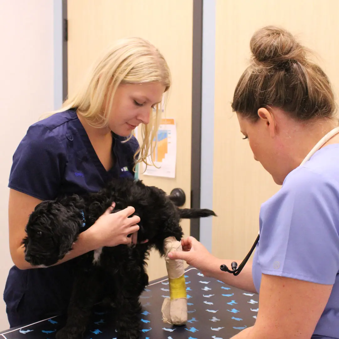 female veterinarian wrapping a bandage around a dog's leg