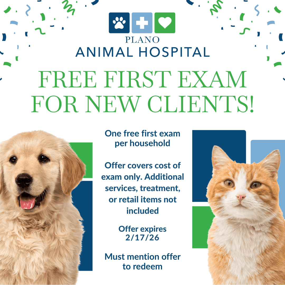 square flyer that has Plano Animal Hospital at top and the following text: FREE FIRST EXAM FOR NEW CLIENTS! One free first exam per household Offer covers cost of exam only. Additional services, treatment, or retail items not included Offer expired 2/17/26 Must mention offer to redeem