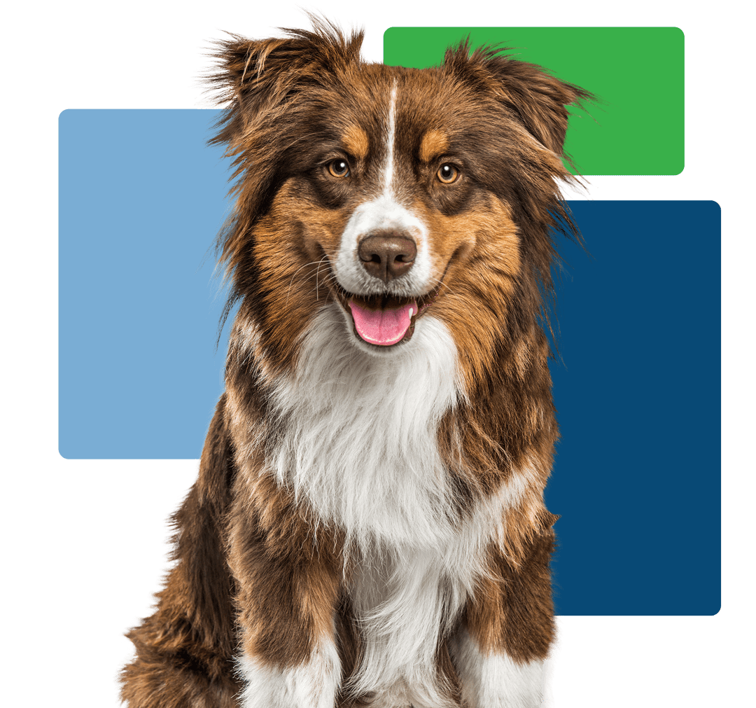 Blue Green Boxes (2) happy Australian Shepherd