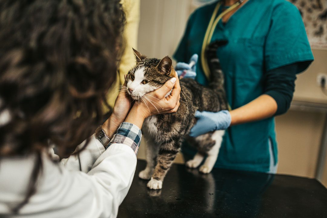 female veterinarian examining adult cat