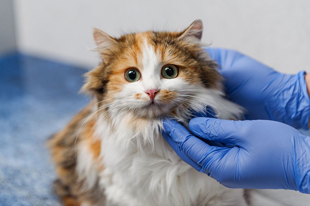 fluffy calico cat on veterinary exam table