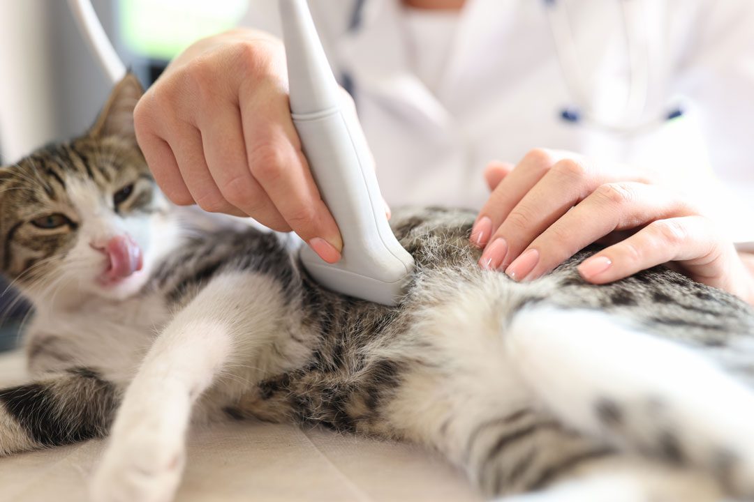 Cat Ultrasound cat having ultrasound scan at veterinary hospital