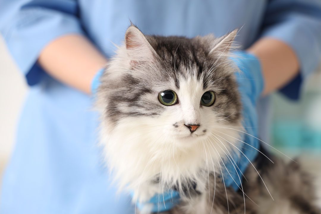 fluffy gray and white cat being examined at the vet