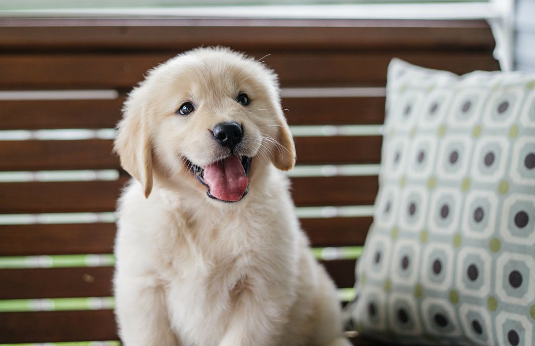 happy golden retriever puppy sitting on bench