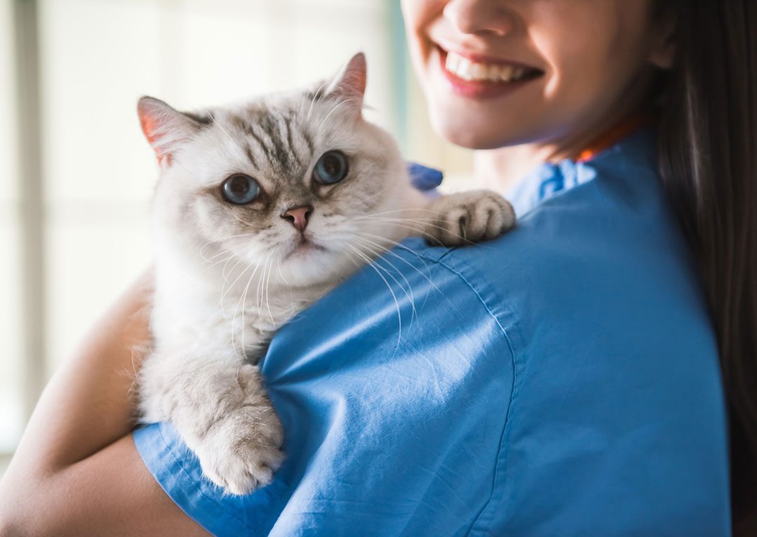smiling female veterinarian holding a cat