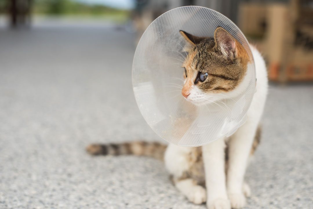 brown and white kitten wearing a cone after surgery and sitting on the floor
