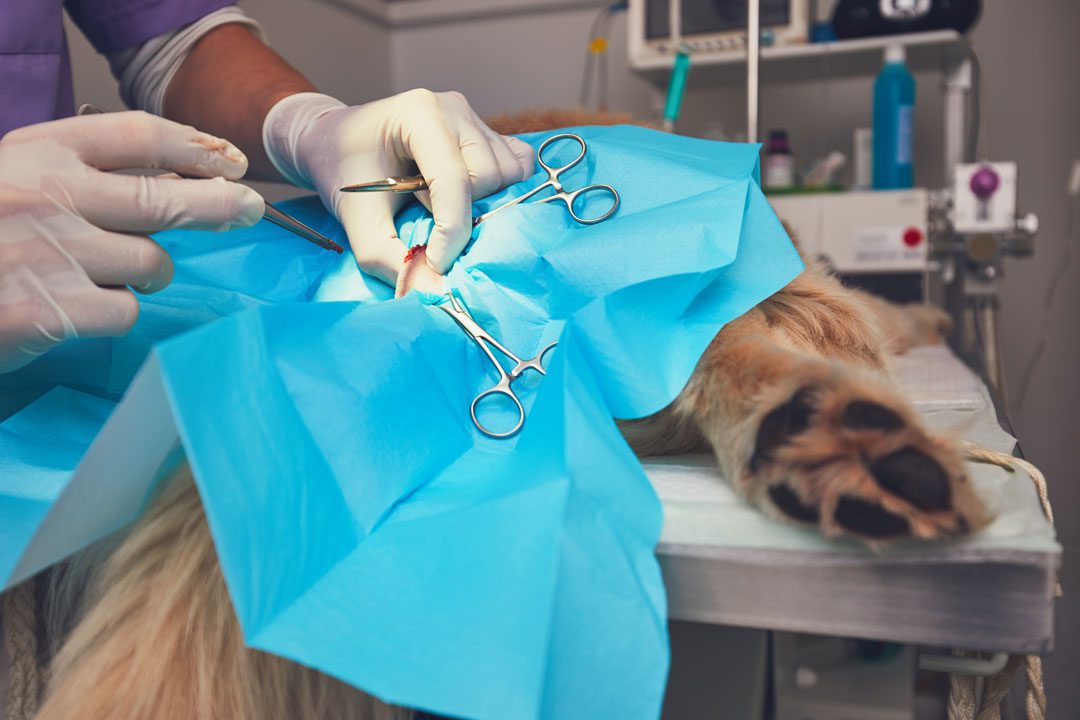 Surgery On Dog veterinarians performing surgery on dog