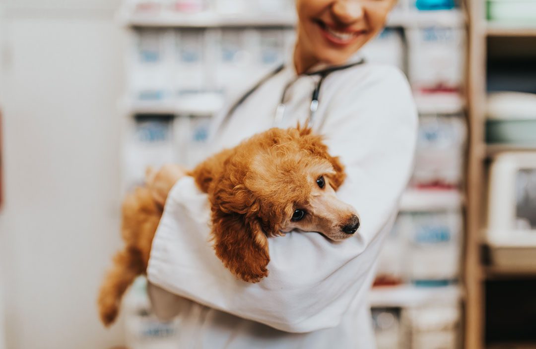 smiling female veterinarian holding brown dog
