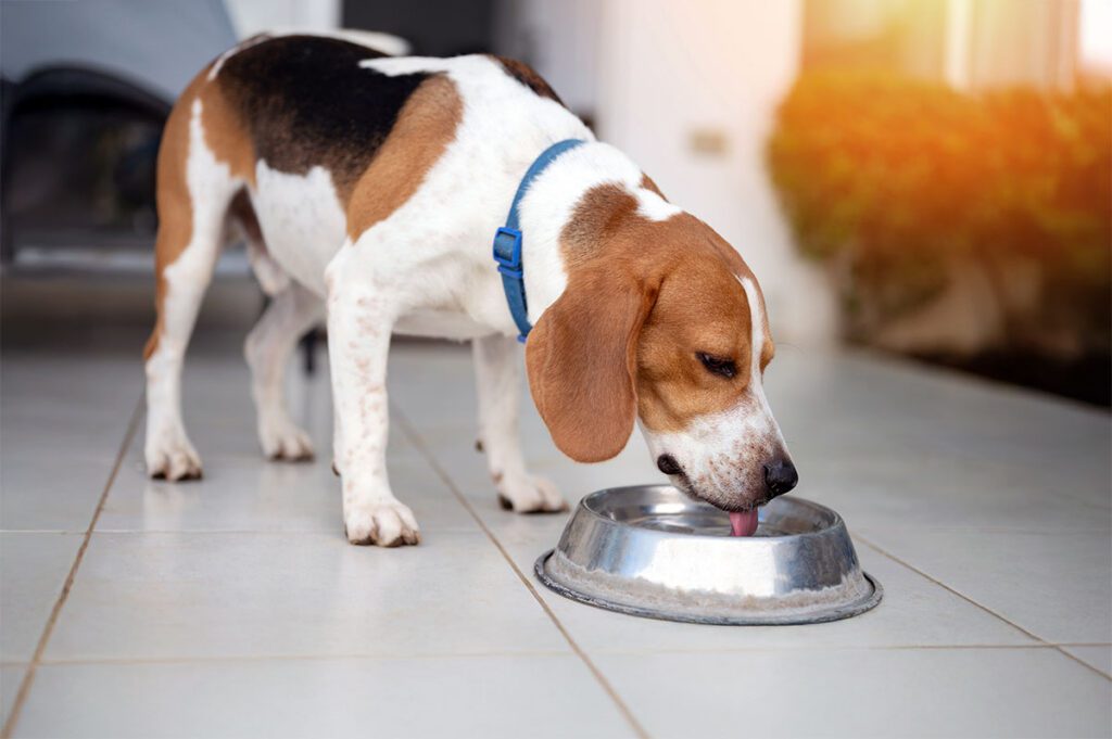 beagle dog drinking water