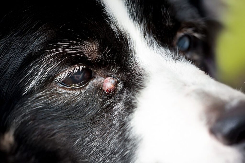 A senior dog with a sebaceous cyst near its eye