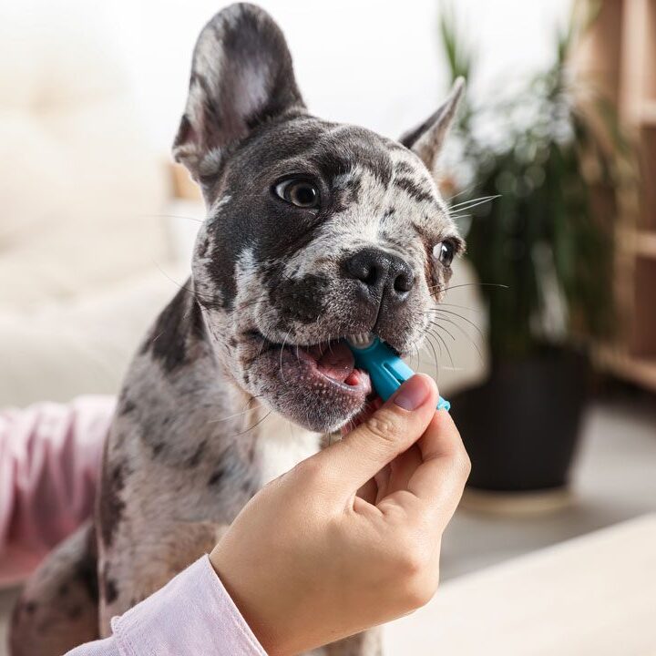 woman brushing French Bulldog's teeth at home
