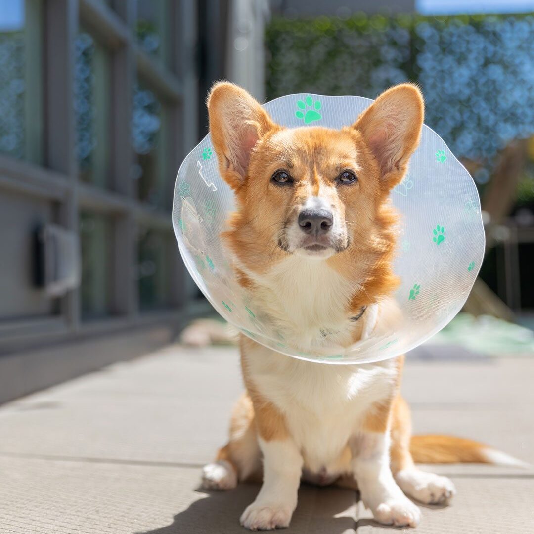 Corgi Wearing Cone After Surgery Pembroke Welsh Corgi sitting on the sidewalk outside and wearing a cone