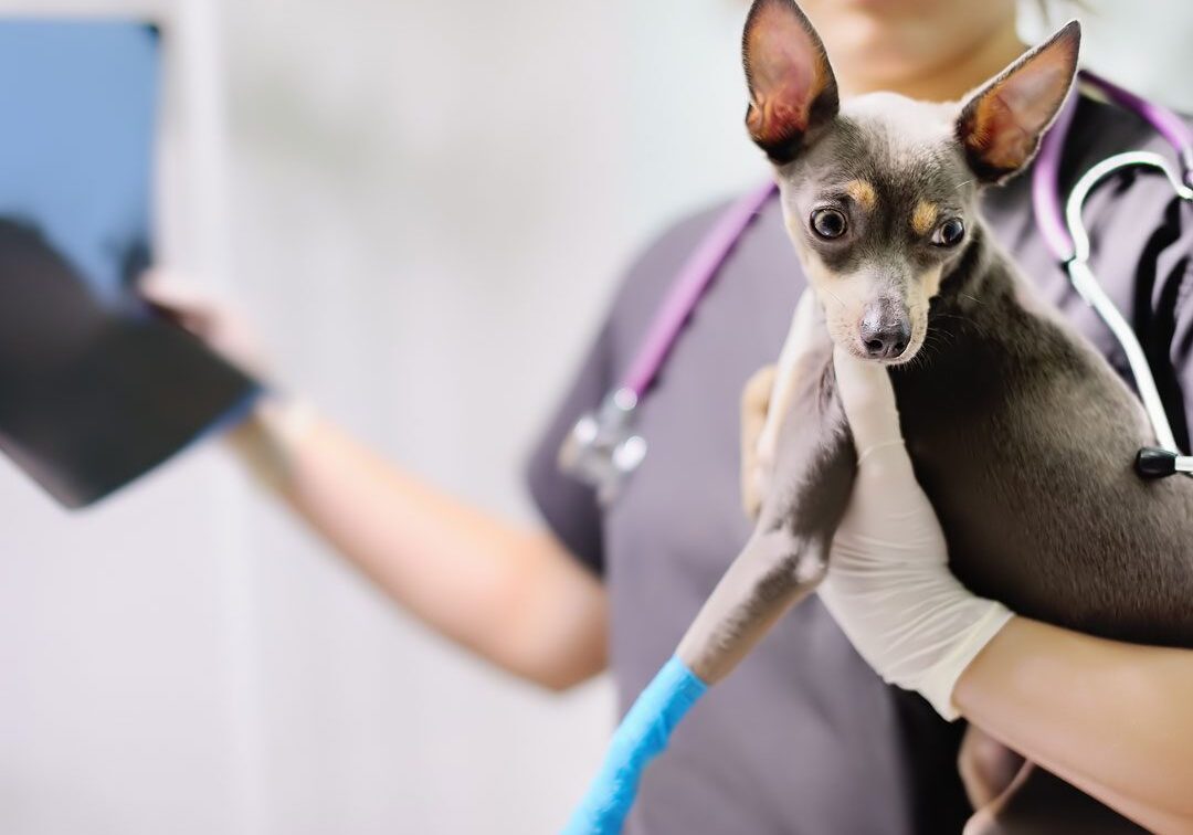 Dog X Ray veterinarian holding small dog and x-ray