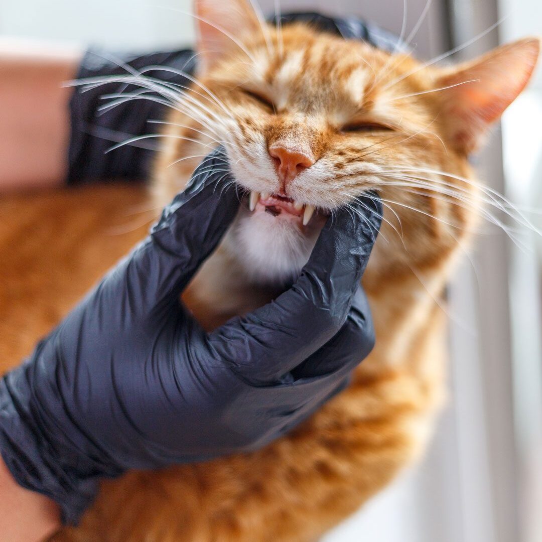 veterinarian opening orange tabby cat's mouth to examine its teeth