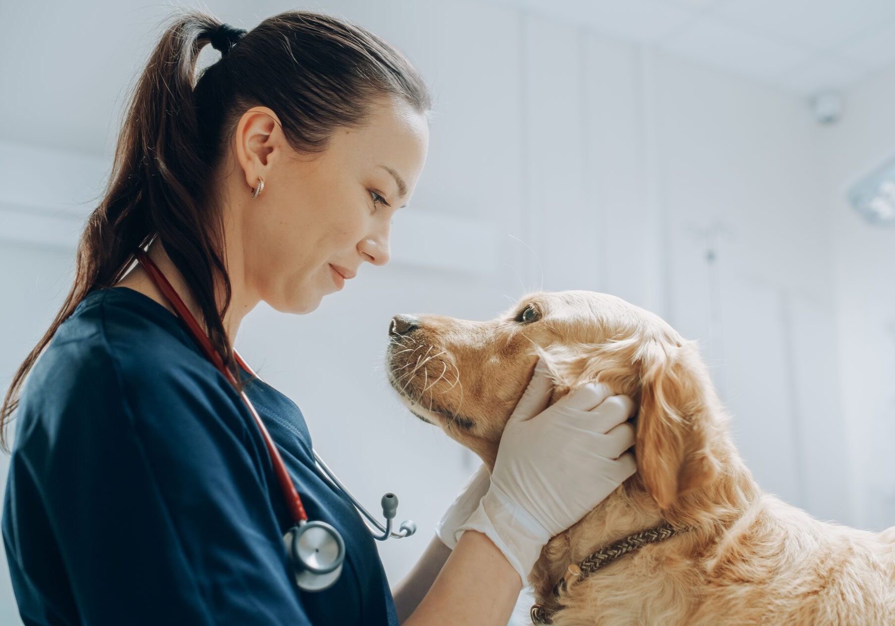Female Veterinarian Petting Dog female veterinarian looking down at dog and petting its face