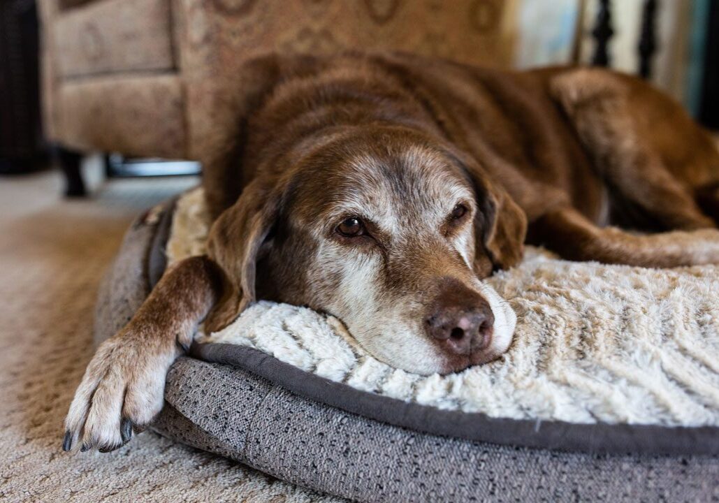 senior dog laying on dog bed