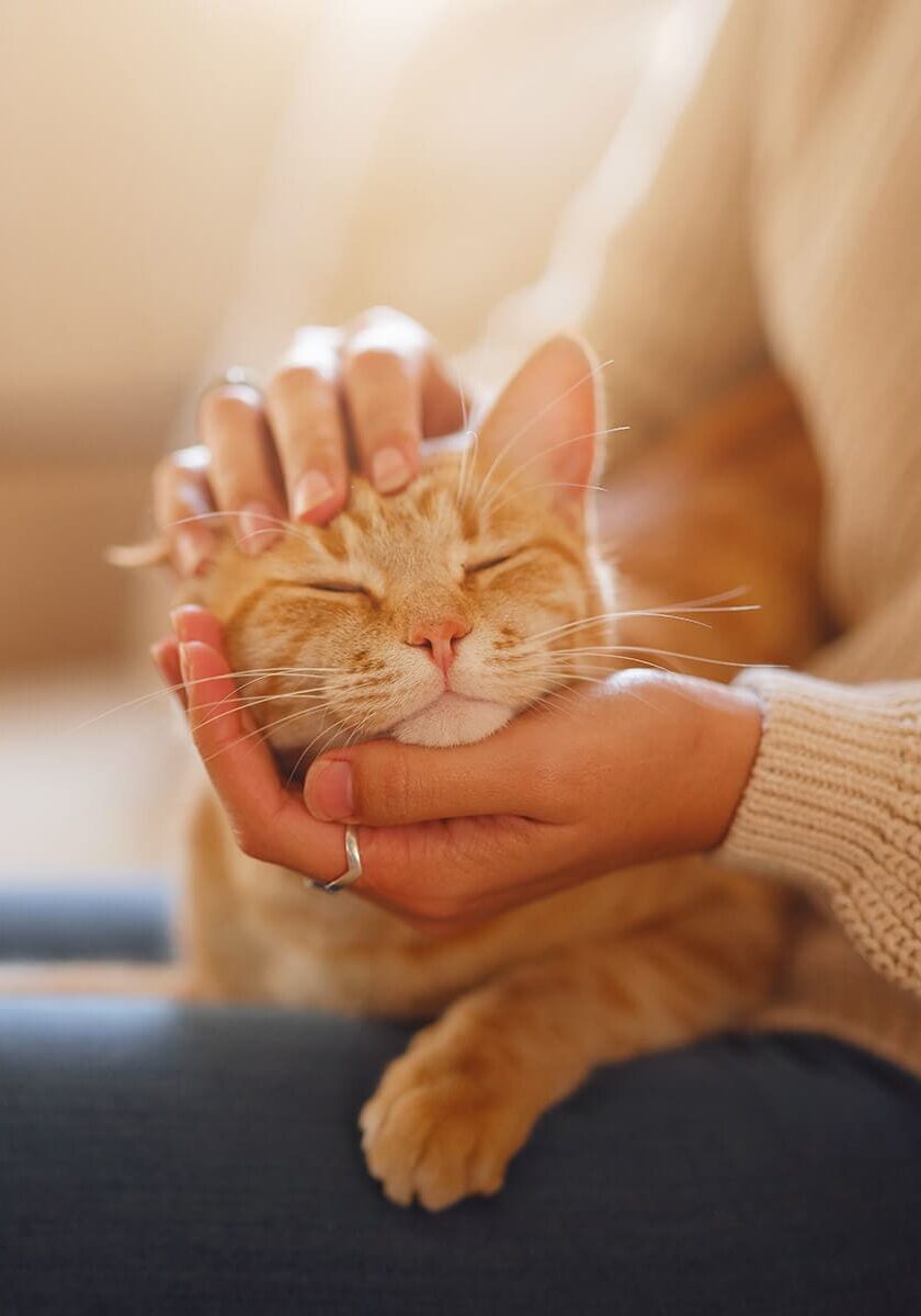 closeup of orange cat sitting on womans lap