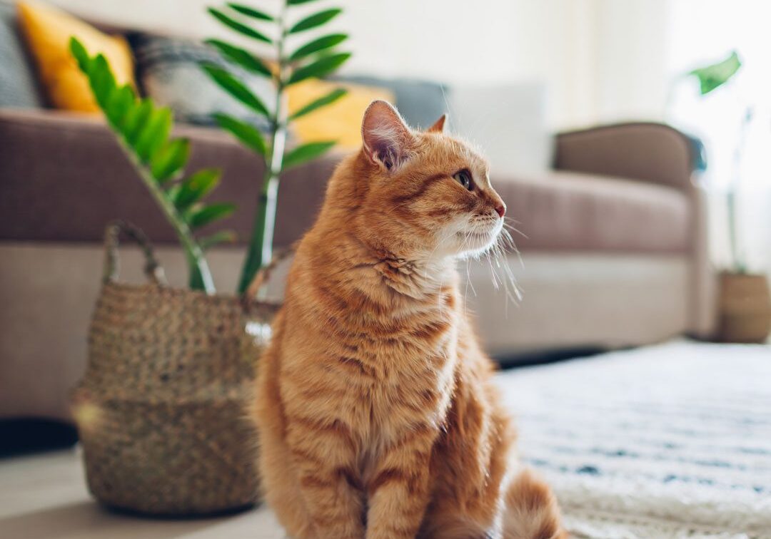 Orange Cat Sitting On The Floor orange cat sitting in living room next to plant