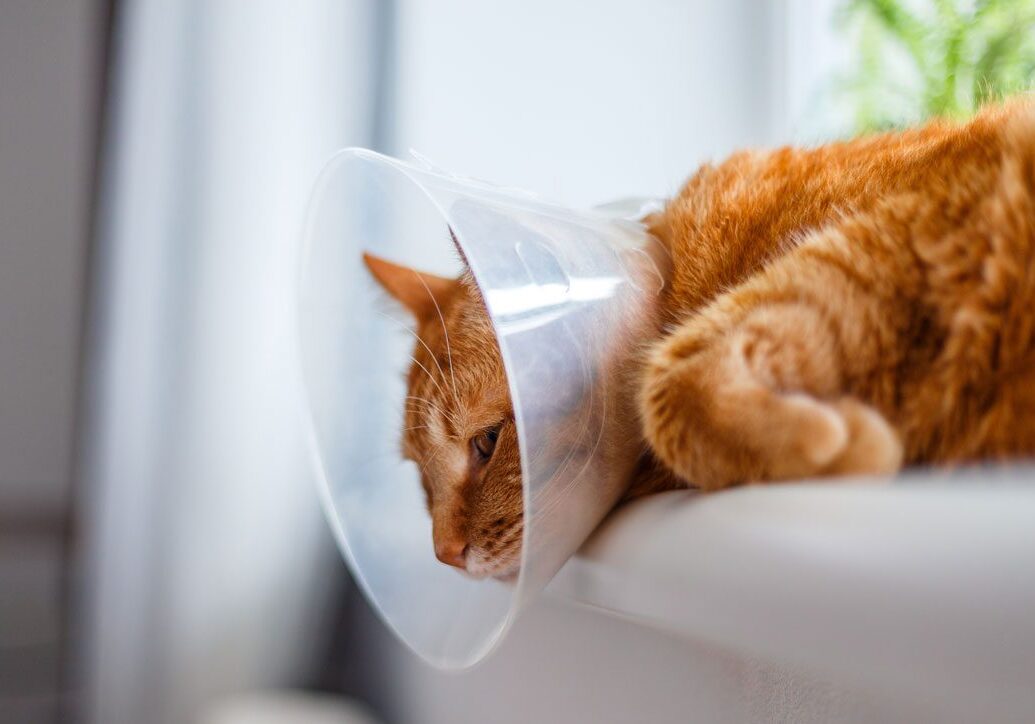 orange cat wearing a cone and laying on the couch