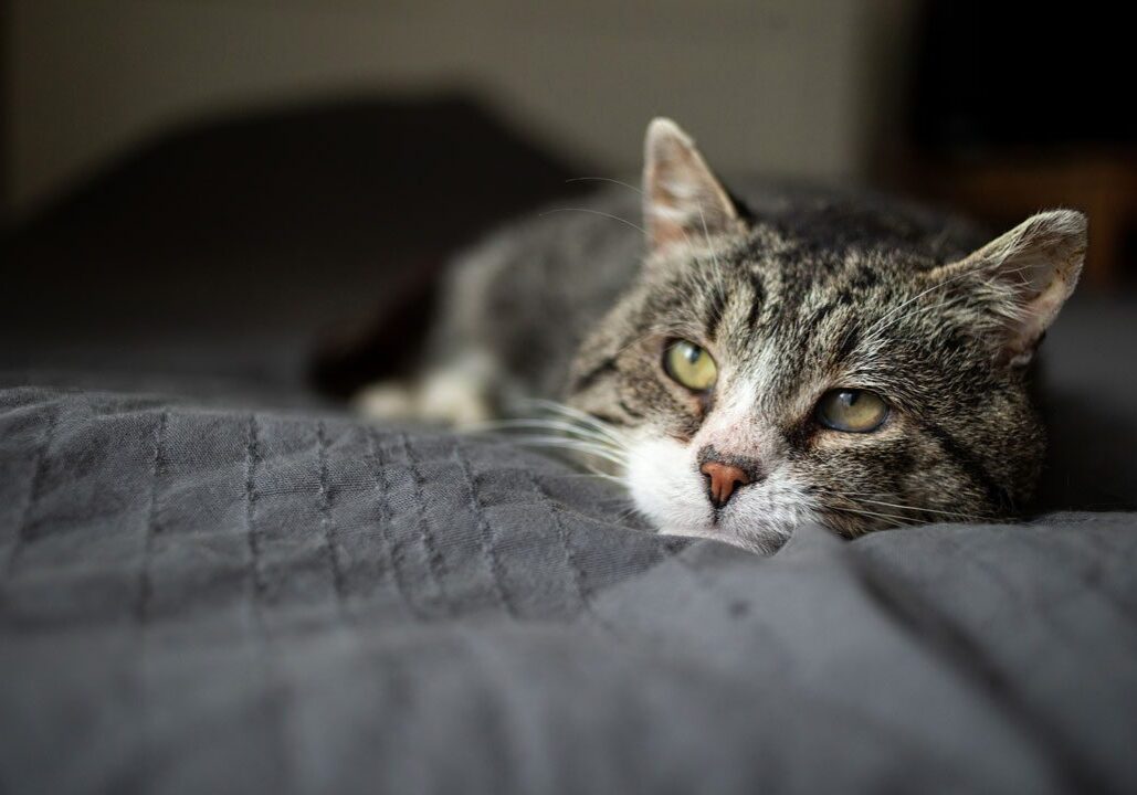 Senior Cat Laying On Blanket