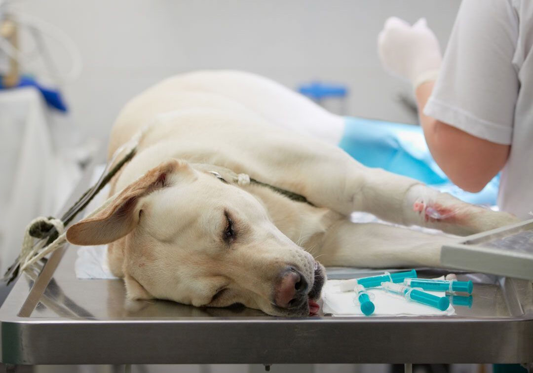 Urgent Vet Care sick dog laying on veterinary exam table for urgent care